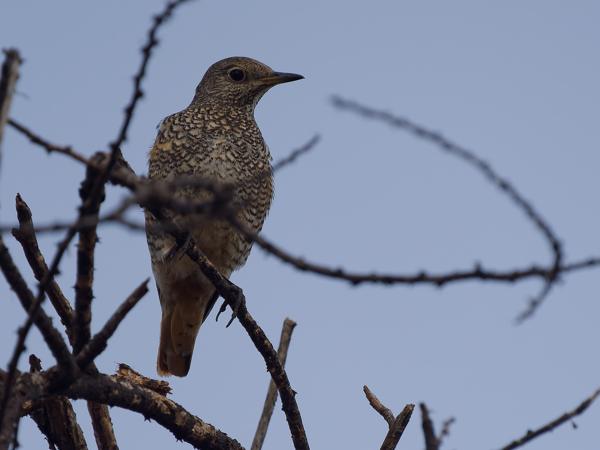<h3><a href="/trips/tanzania/biota/animalia/chordata/aves/040 passeriformes/108 muscicapidae/monticola saxatilis/monticola saxatilis-nl.html">Monticola&nbsp;saxatilis</a> / Common&nbsp;rock&nbsp;thrush / Rode&nbsp;rotslijster</h3>OM-1 Mark II met OLYMPUS M.150-400mm F4.5 TC, 1/2000 sec  bij F5.6, ISO 400, afstand 12.6&nbsp;m